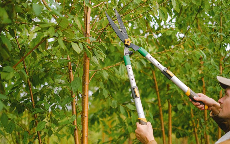 Tree trimming in Stephenson, WV